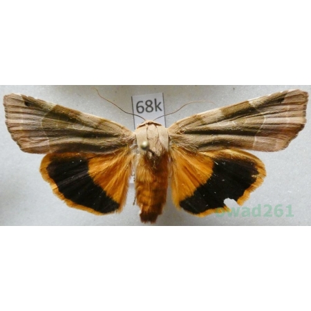 Noctua fimbriata (Schreber, 1759) Rolnica aksamitka Czech68k